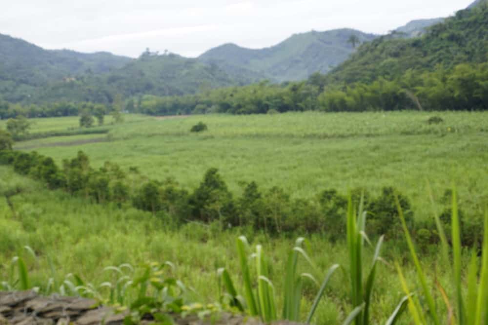 Colombian panela: location Quipile
